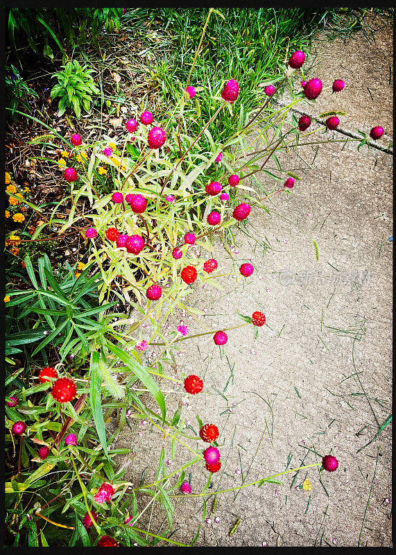 Globe Amaranth by Sidewalk